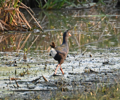 Porphyrio madagascariensis