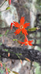 Silene laciniata