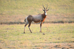 Damaliscus pygargus phillipsi