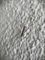 Diptera