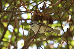 Mecocerculus stictopterus