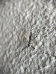 Diptera