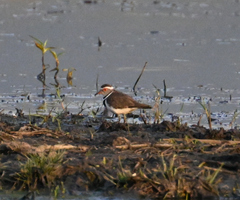 Charadrius tricollaris