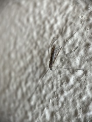 Diptera