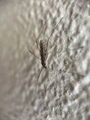 Diptera