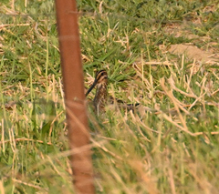Gallinago nigripennis