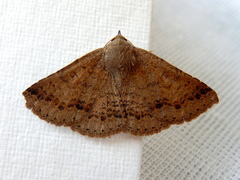 Ericeia subsignata