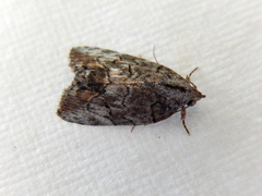 Etanna clopaea