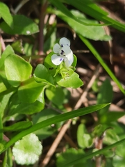 Lindernia rotundifolia
