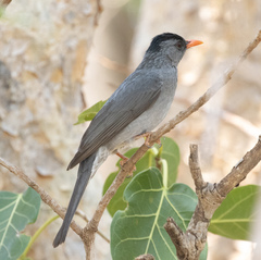 Hypsipetes madagascariensis