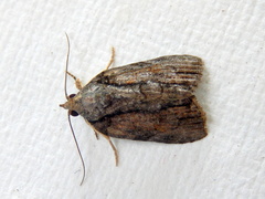 Etanna clopaea