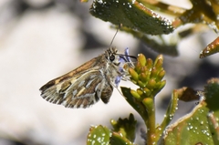 Trapezites argenteoornatus