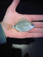 Diplodus holbrookii