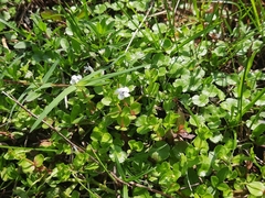 Lindernia rotundifolia