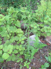 Achillea ptarmicoides