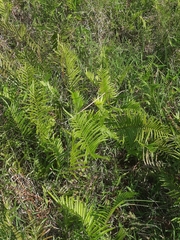 Cyclosorus interruptus