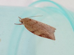 Euchaetis inceptella