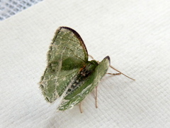Eucyclodes insperata