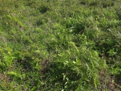 Cyclosorus interruptus