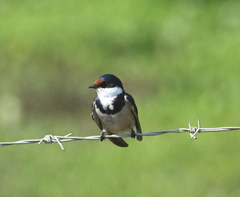 Hirundo albigularis