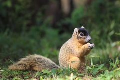 Sciurus niger avicennia