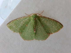 Eucyclodes metaspila