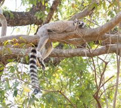 Lemur catta