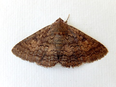 Eudesmeola lawsoni