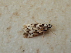 Eudonia aphrodes