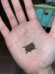 Gymnetis hebraica