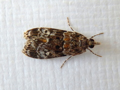 Eudonia protorthra