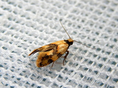 Euphiltra celeteria