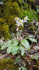 Erythronium shastense