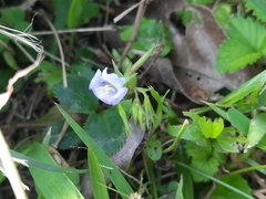 Bonnaya ruelloides
