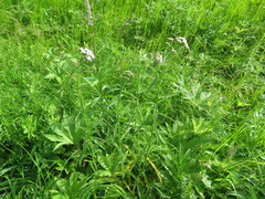 Achillea ptarmicoides