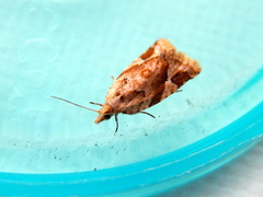 Euphona euphona