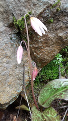 Erythronium shastense