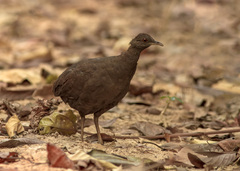 Crypturellus cinereus