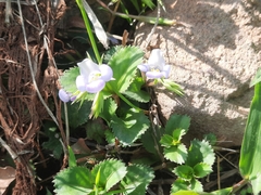 Bonnaya ruelloides