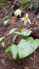 Erythronium shastense