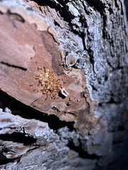 Temnothorax schaumii