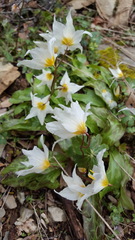 Erythronium shastense