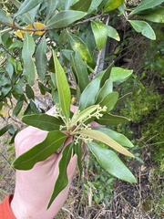Notelaea longifolia