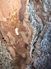 Temnothorax schaumii