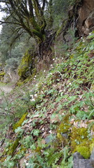 Erythronium shastense