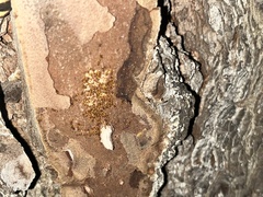 Temnothorax schaumii