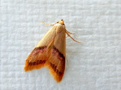 Hapaloteucha paragramma