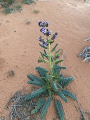 Phacelia integrifolia