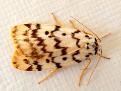 Hectobrocha pentacyma