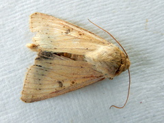 Helicoverpa punctigera